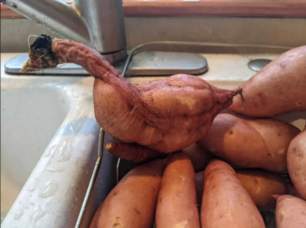 Diggin my sweet potato