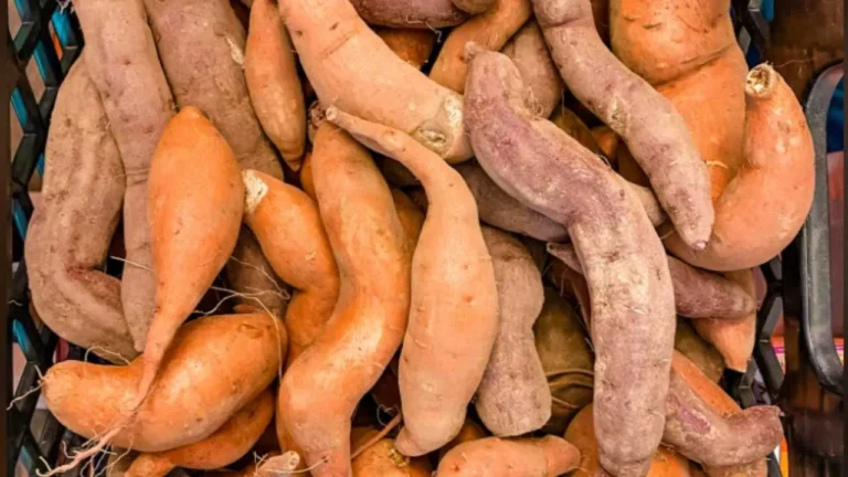 A basket full of sweet potatoes.