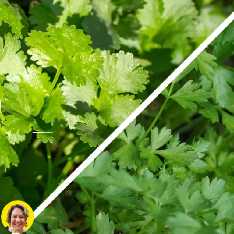 Cilantro Vs Parsley