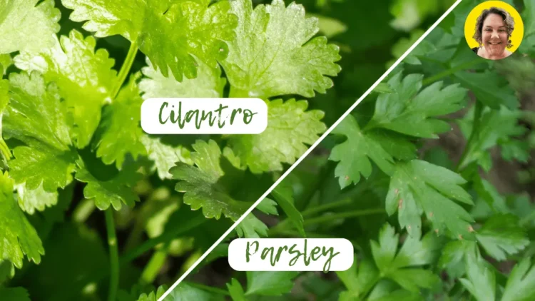 Appearance difference between cilantro and parsley