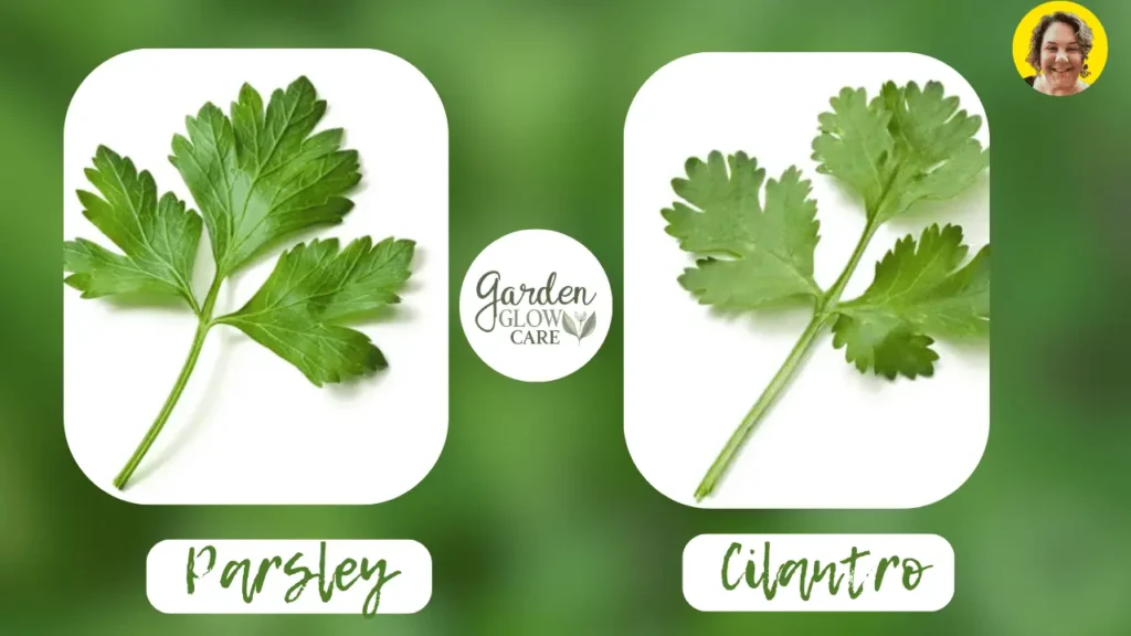 Stem Difference between cilantro and parsley