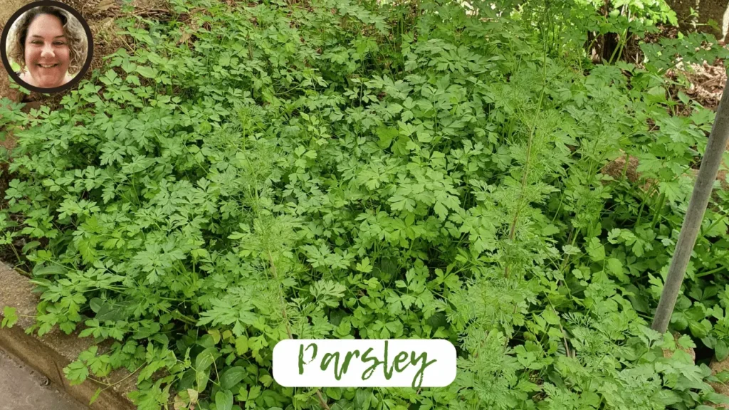 parsley