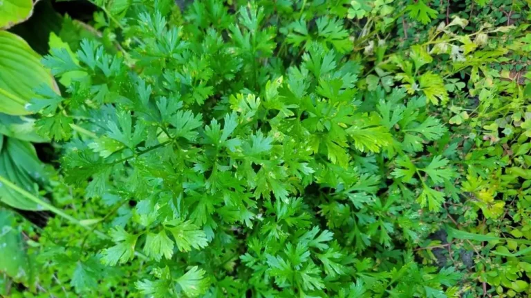 A lush, green coriander plant growing in a garden.