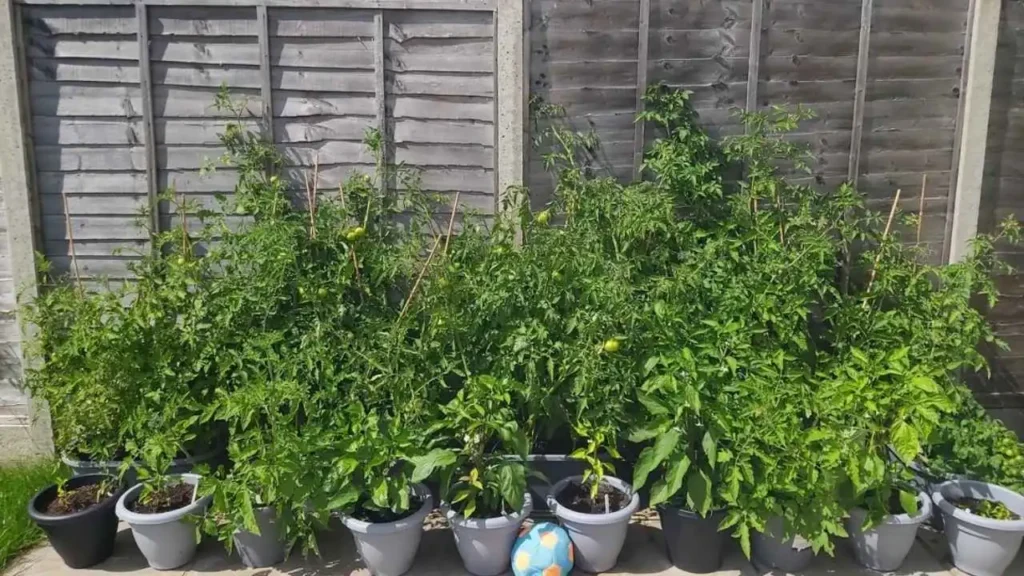 Several potted plants with green leaves, some with small fruits, growing along a wooden fence.