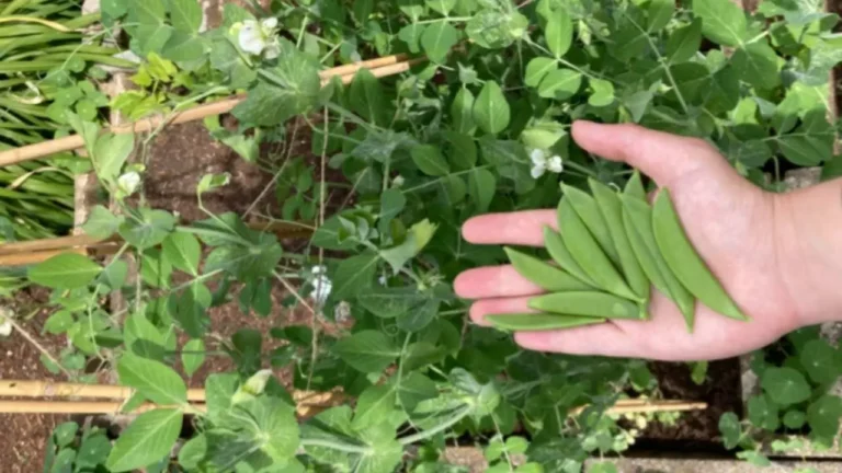 A garden with a pea plant and a person's hand holding harvested snow peas.