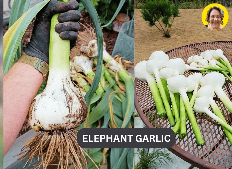 Elephant garlic 