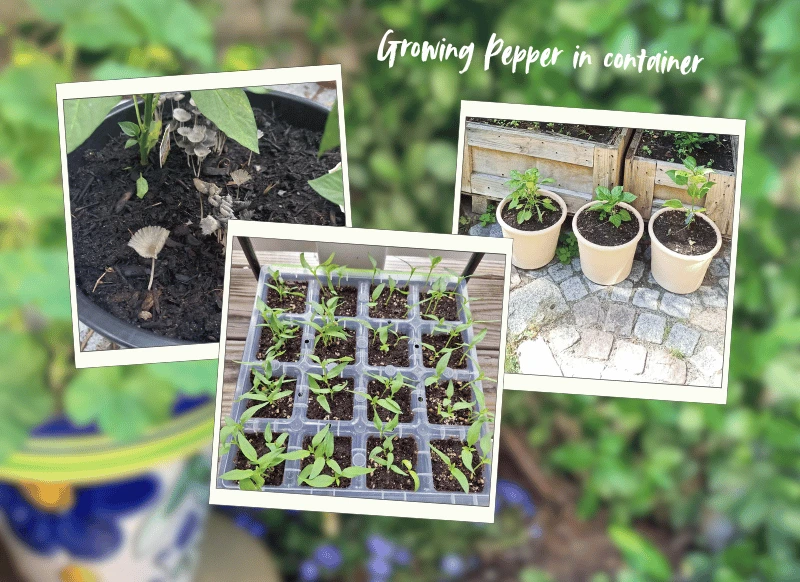 Growing Pepper in container