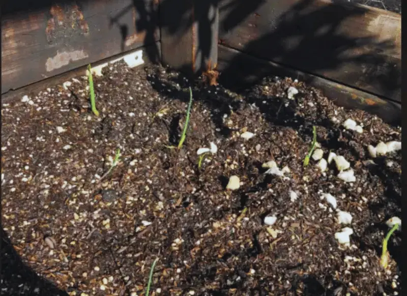 My Garlic Crop