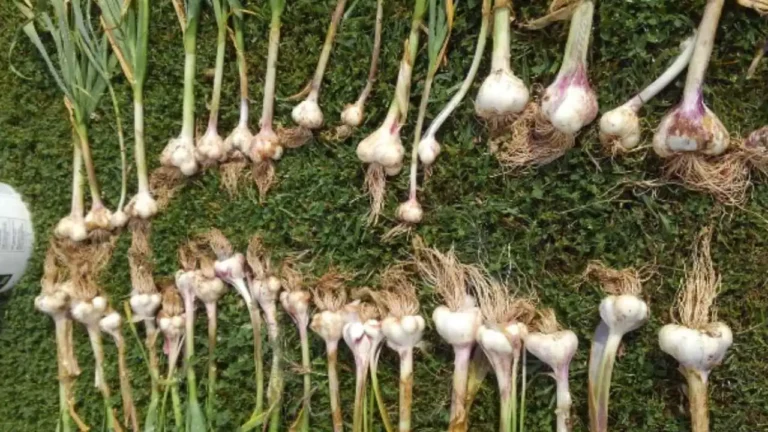 A bountiful harvest of garlic bulbs with different sizes and colors, freshly picked from a garden.