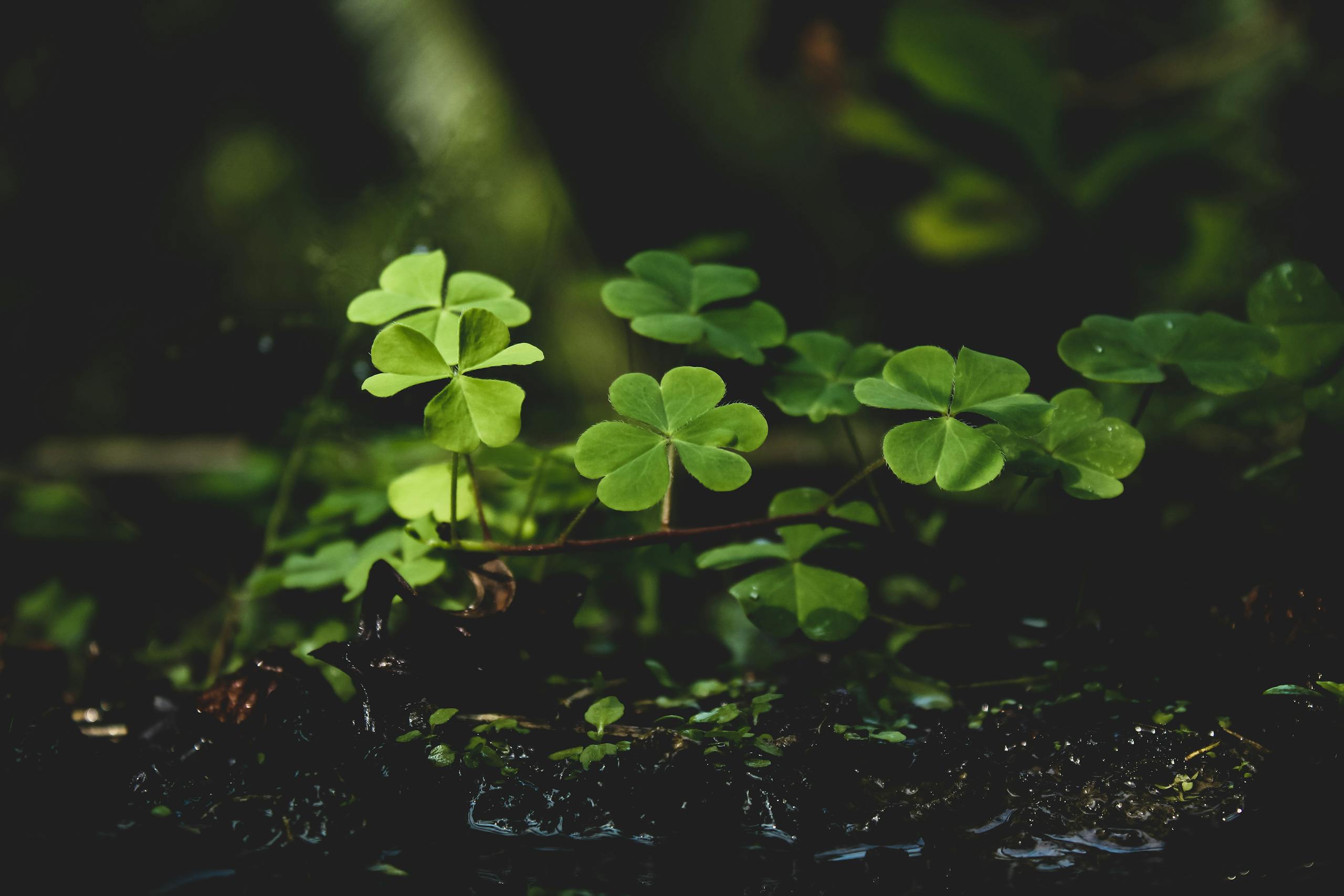 Close-up of vibrant green clover plants in a lush and natural outdoor environment.