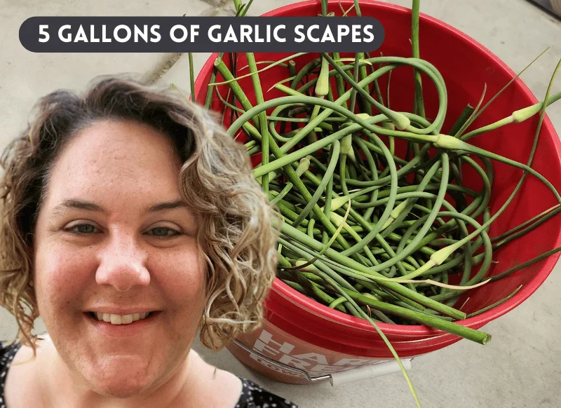 garlic scapes