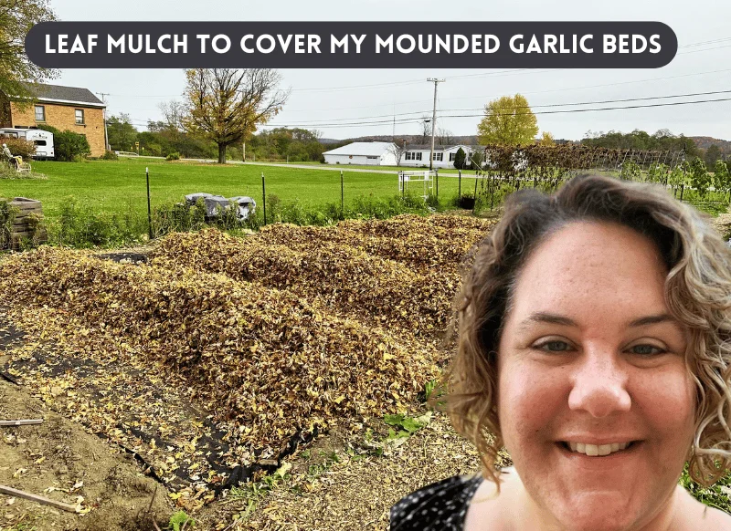 leaf mulch to cover my mounded garlic beds