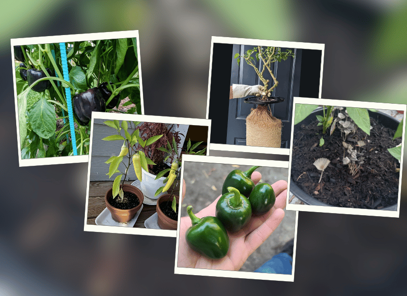 peppers varieties