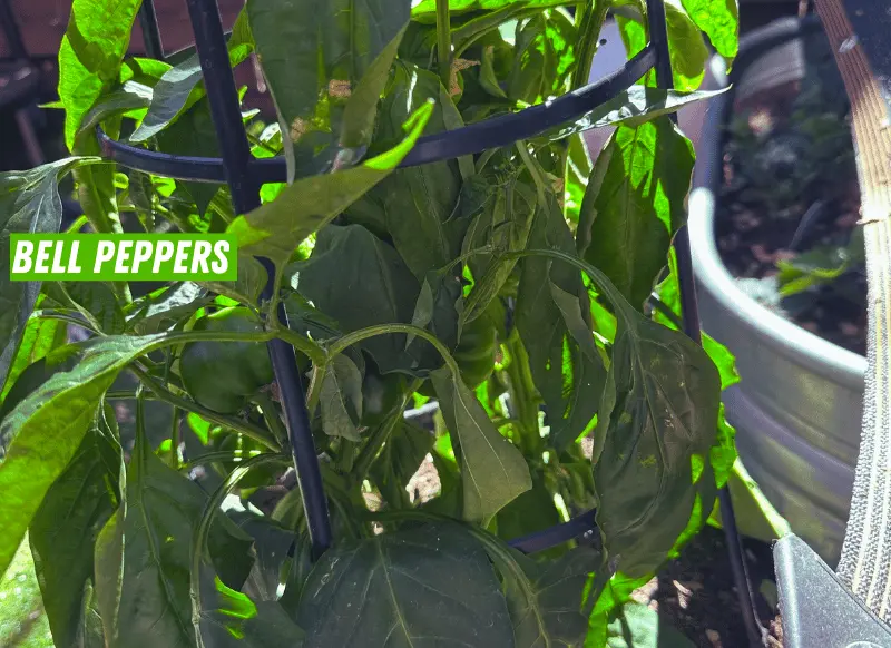 Bell Peppers