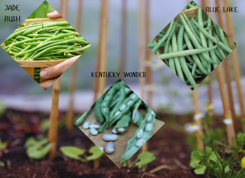 How I Perfectly Grow Pole Beans - Expert Guide 12 Blue Lake 1