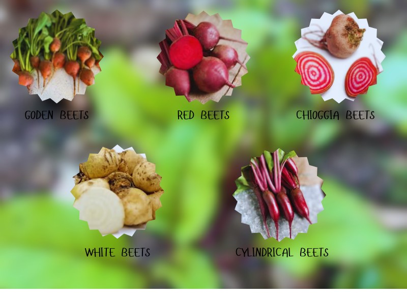 Goden Beets