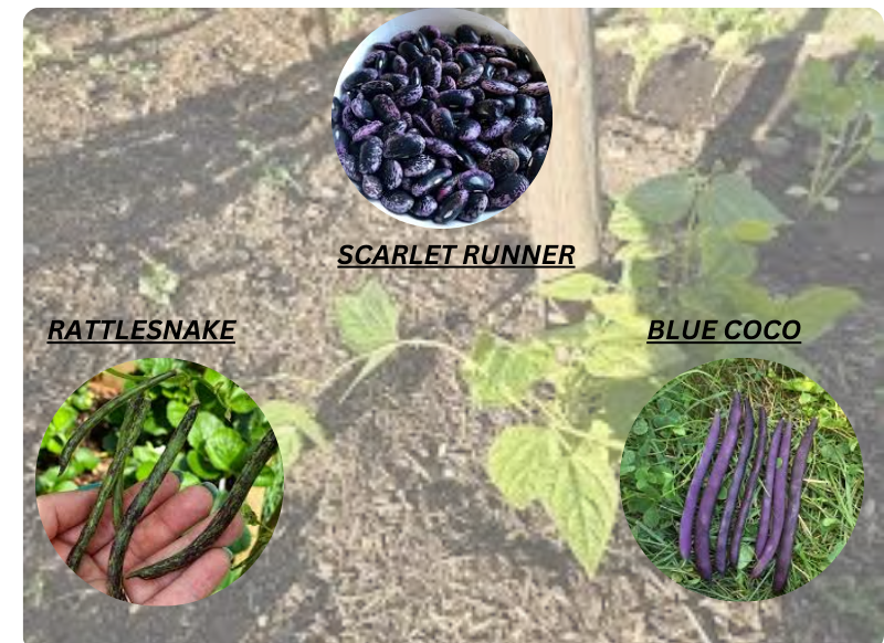 How I Perfectly Grow Pole Beans - Expert Guide 13 Regional Types