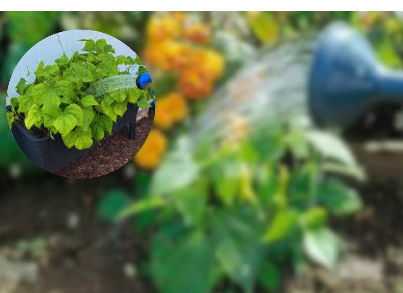 How I Perfectly Grow Pole Beans - Expert Guide 15 Untitled design 1