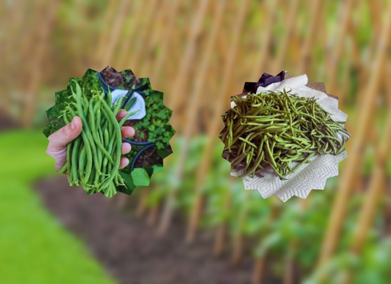 How I Perfectly Grow Pole Beans - Expert Guide 10 Untitled design 7