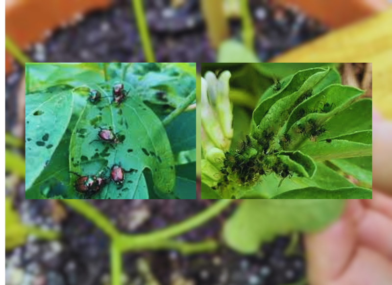 How I Perfectly Grow Pole Beans - Expert Guide 16 Untitled design