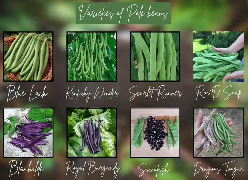 How I Perfectly Grow Pole Beans - Expert Guide 11 Varieties of Pole beans