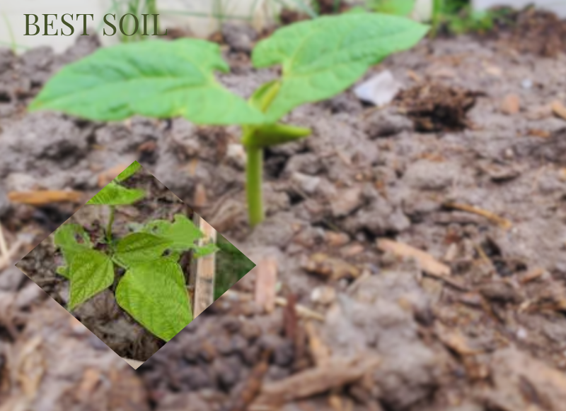 How I Perfectly Grow Pole Beans - Expert Guide 14 pole soil